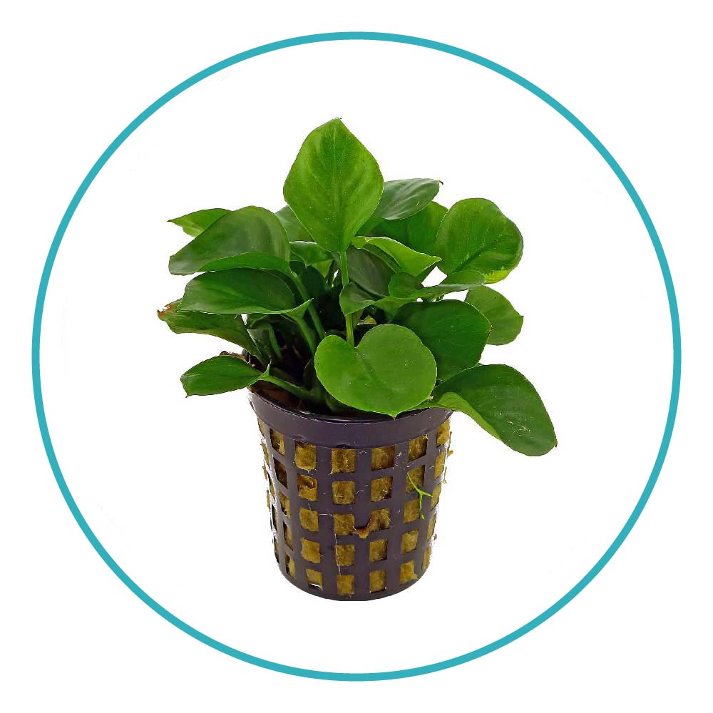 گیاه آکواریومی آنوبیاس گلدن کوین
