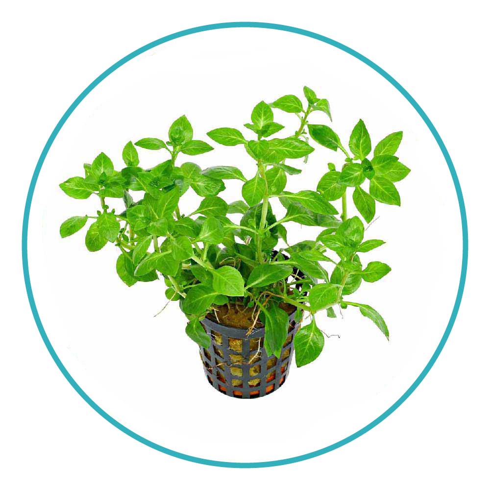 گیاه آکواریومی لودویجیا پالوستریس گرین