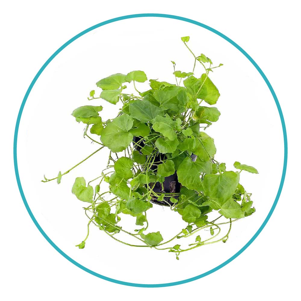 گیاه آکواریومی کاردامین لیراتا نیو