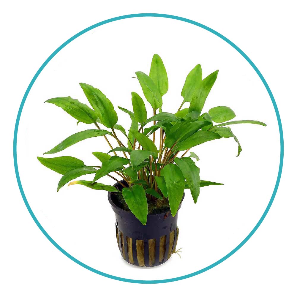 گیاه آکواریومی کریپتوکورین ونتی گرین