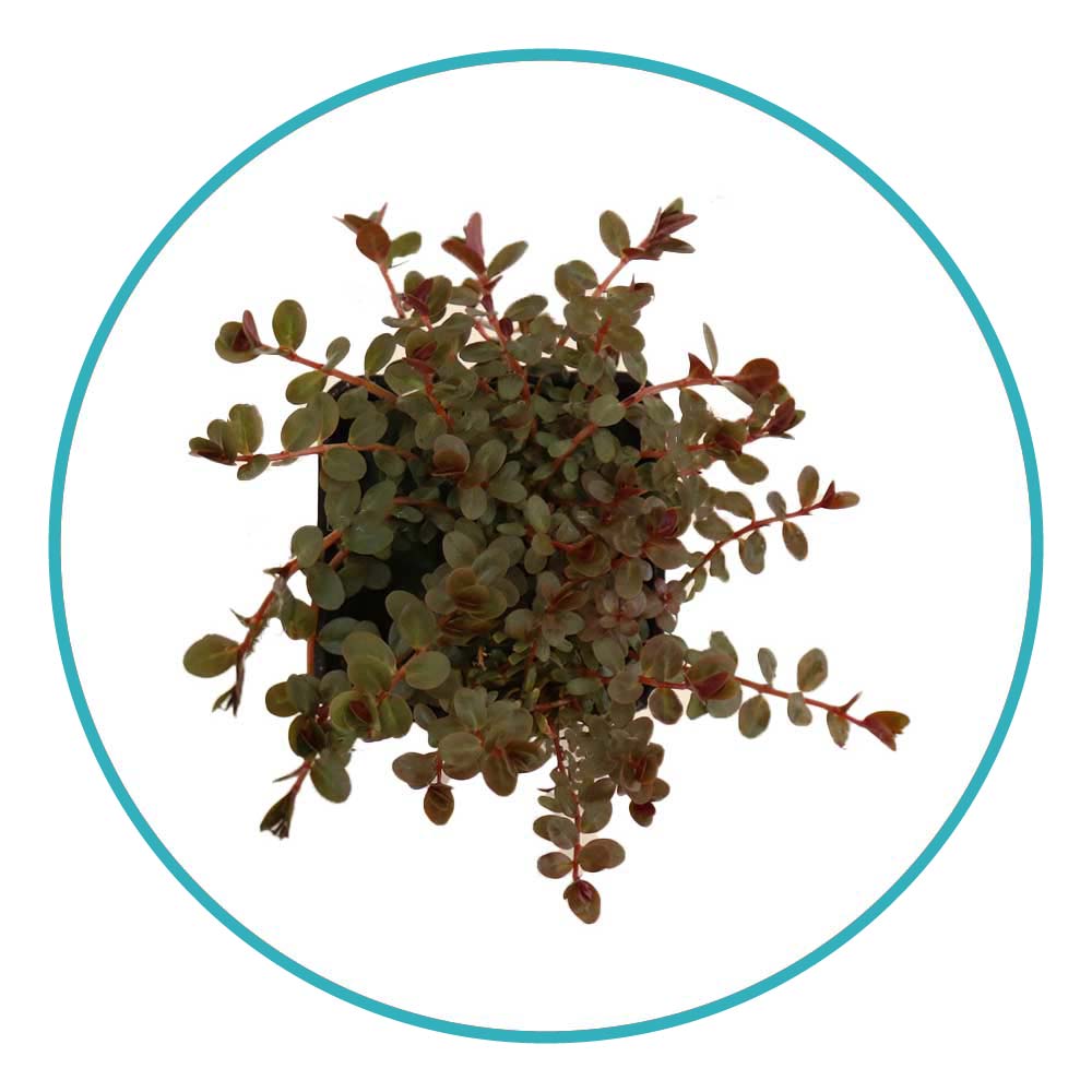 گیاه آکواریومی روتالا مینی پینک