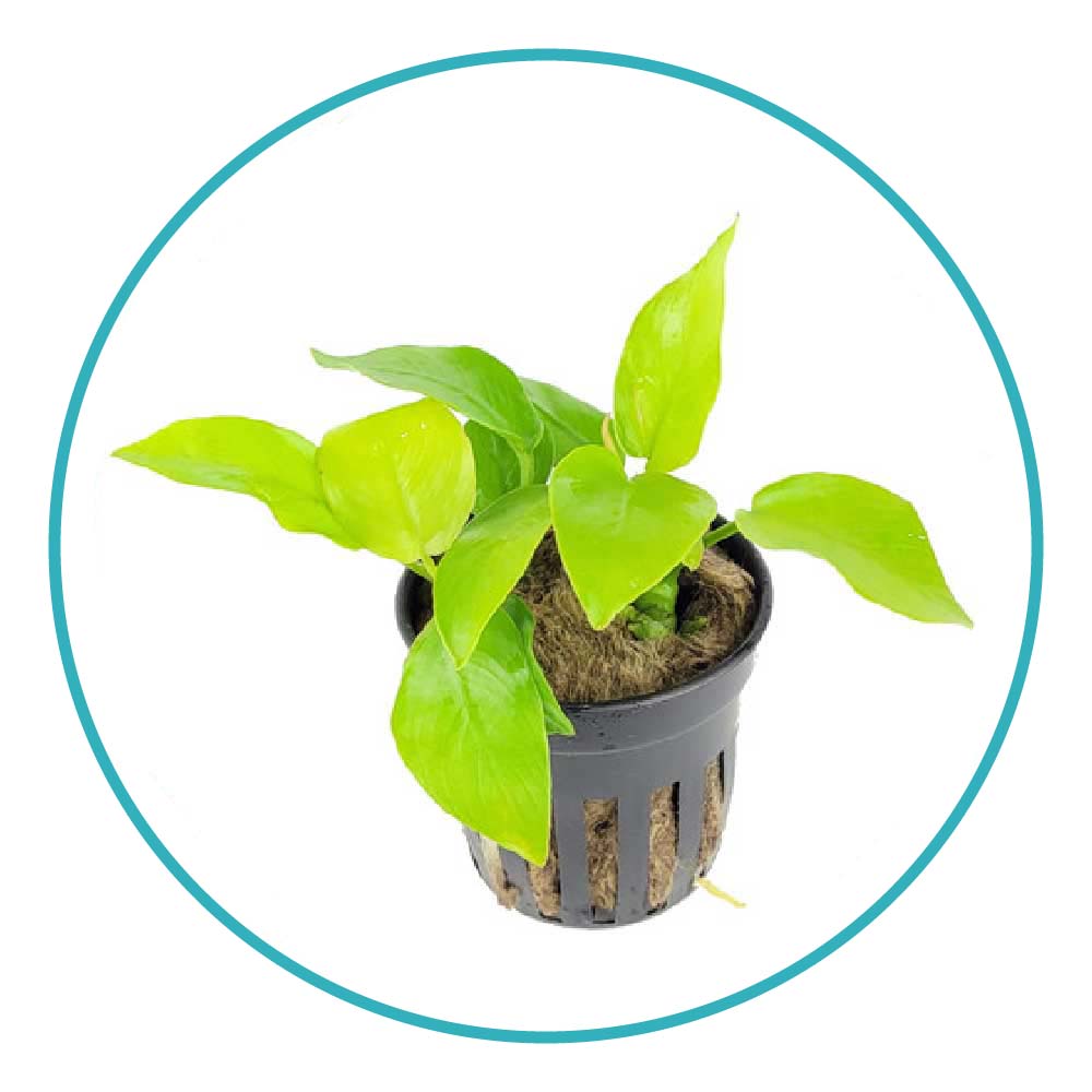 گیاه آکواریومی آنوبیاس اسپیشز گلدن (طلایی)