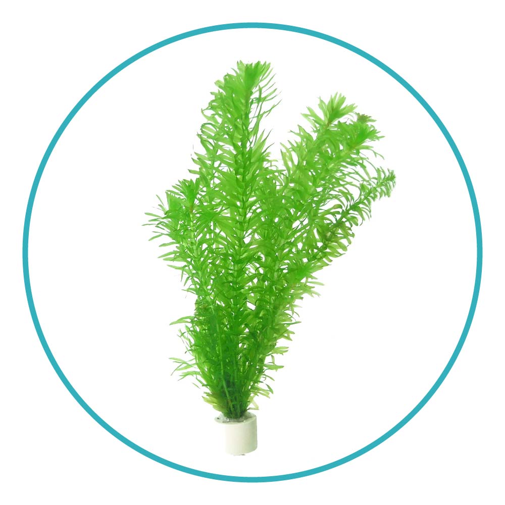 گیاه آکواریومی دم گربه ای