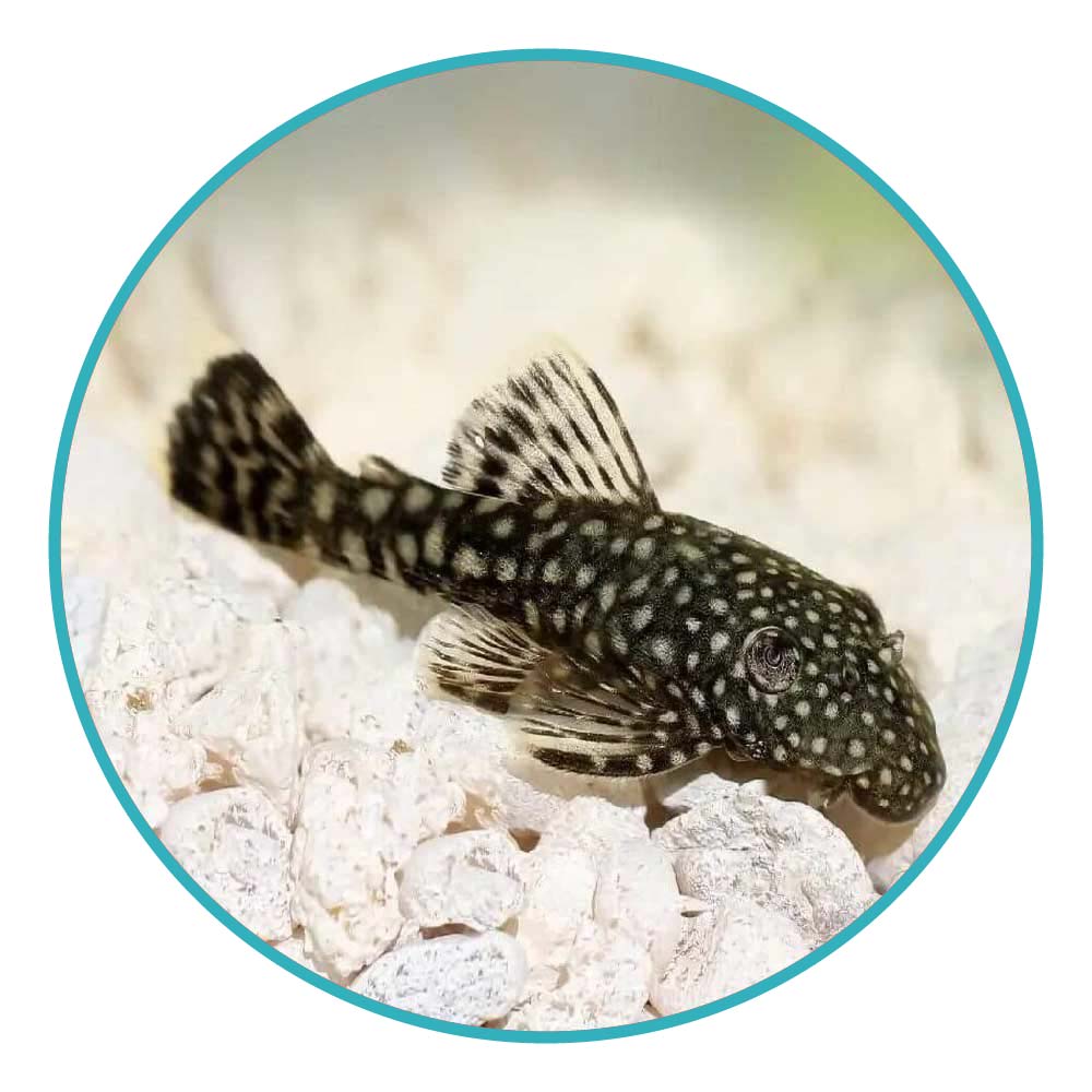 ماهی کت پوزه بوته مشکی باله کوتاه