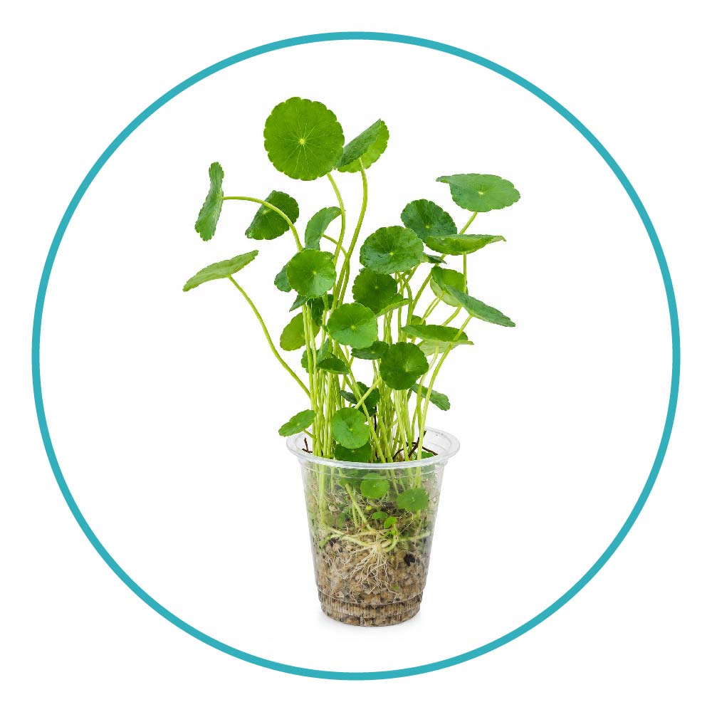 گیاه آکواریومی نیلوفری پایدار
