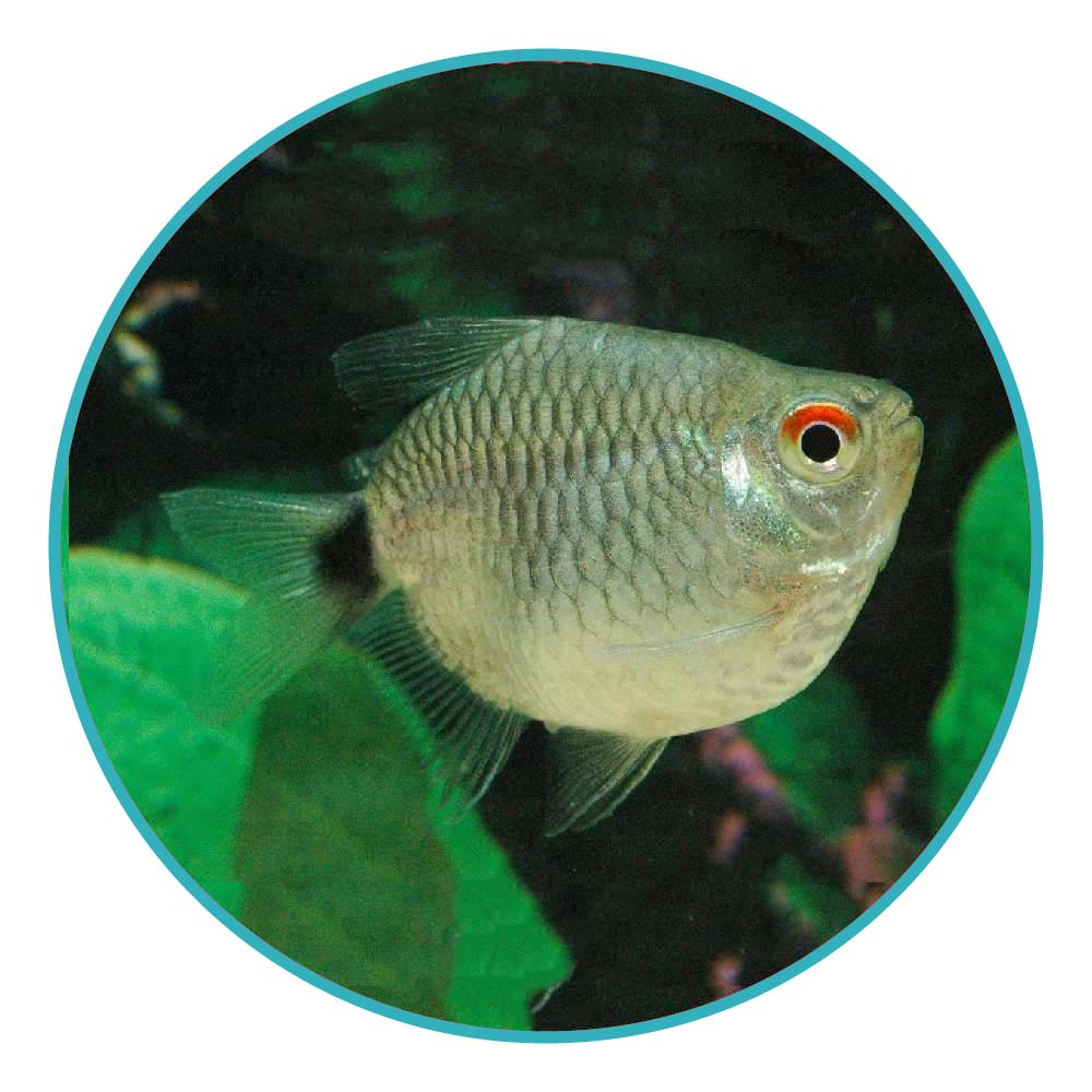 ماهی تترا چشم چراغی بالن